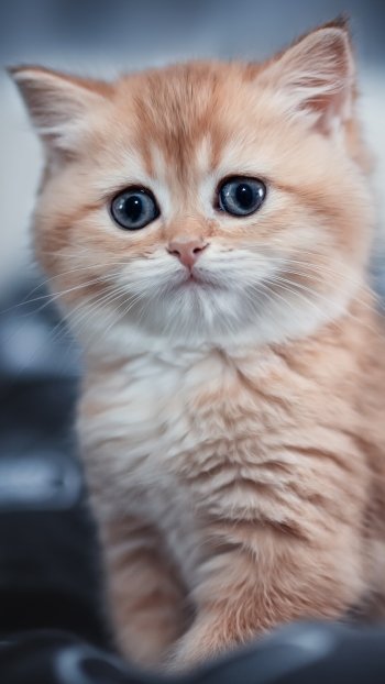 kitten baby animal Animal cat Phone Wallpaper