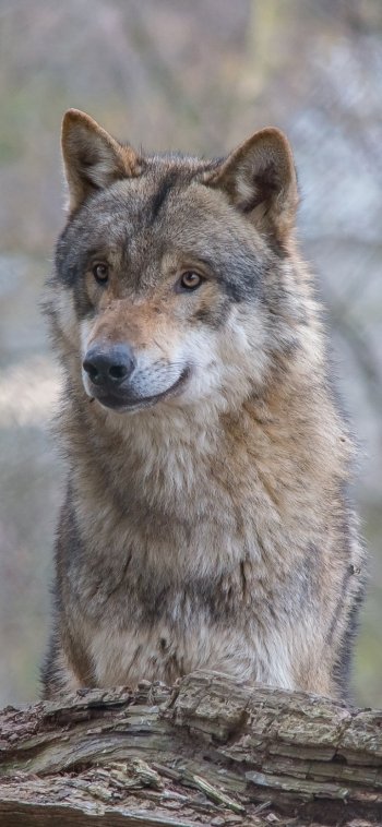 Animal wolf Phone Wallpaper