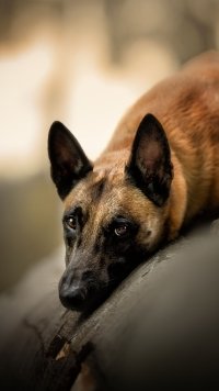 Belgian Malinois - Desktop Wallpapers, Phone Wallpaper, PFP, Gifs, and ...