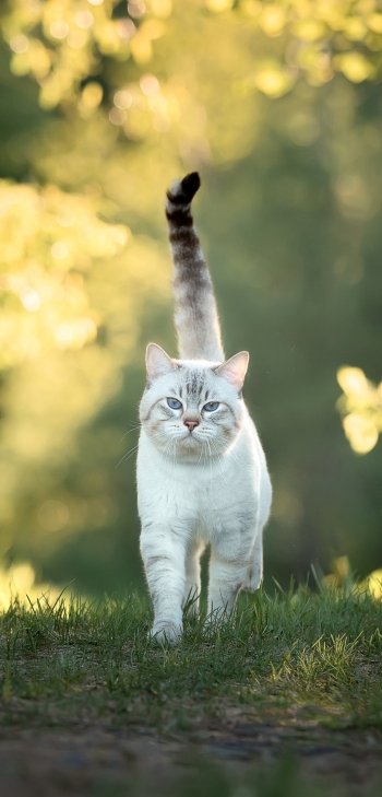 Phone wallpaper: animal — a white‑gray cat walks toward the camera across sunlit grass, tail held high, soft golden‑green bokeh background.