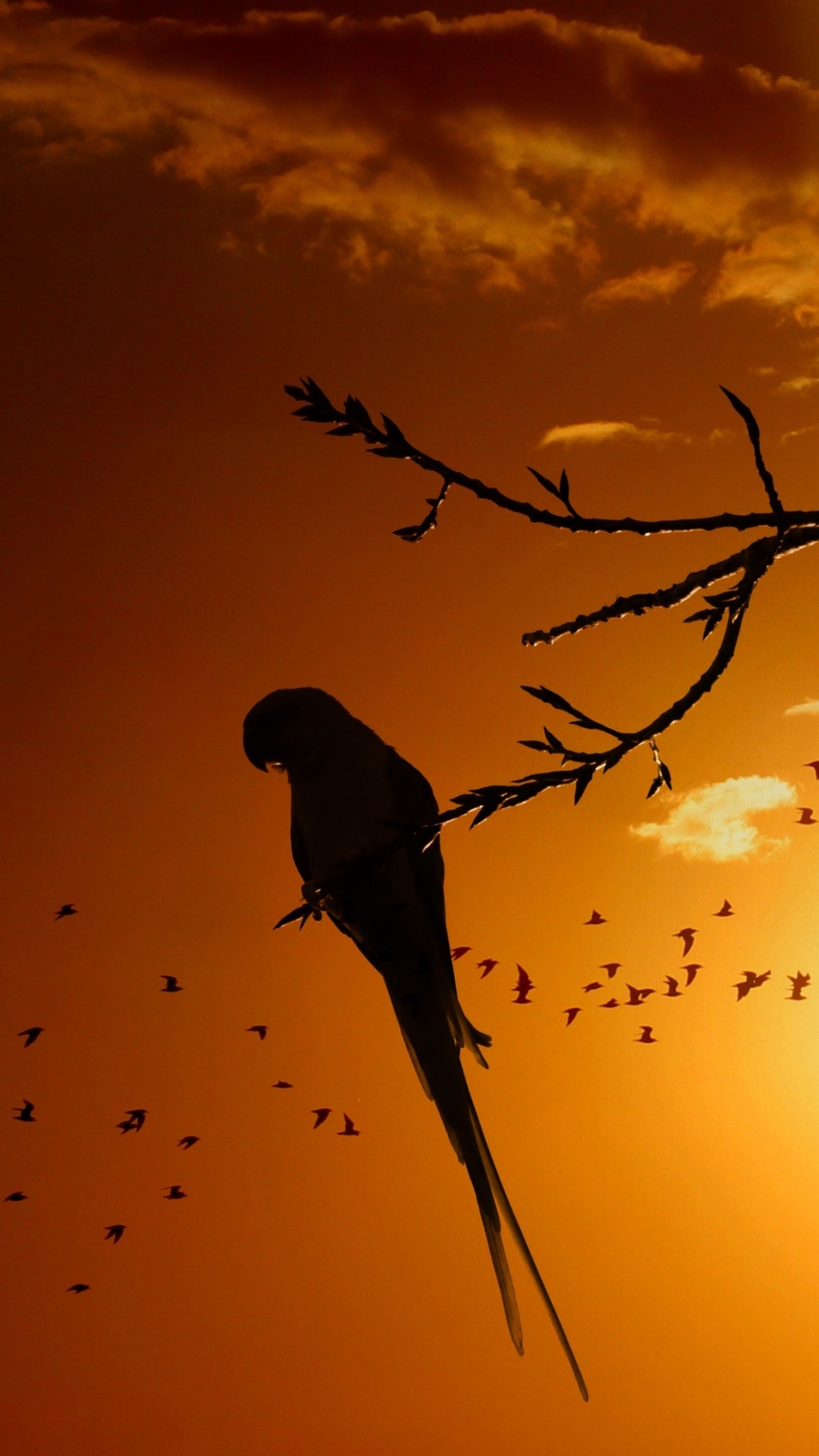 Parrot Silhouette in the Sunset