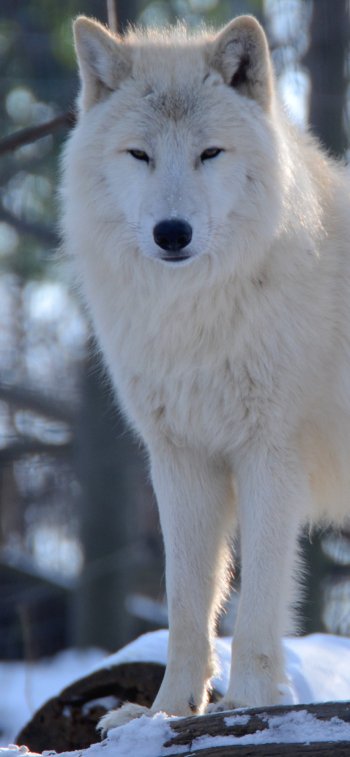 Animal wolf Phone Wallpaper