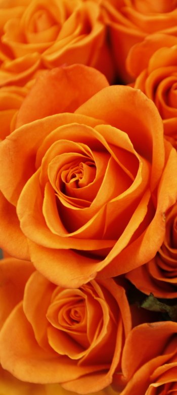 orange flower nature rose Phone Wallpaper