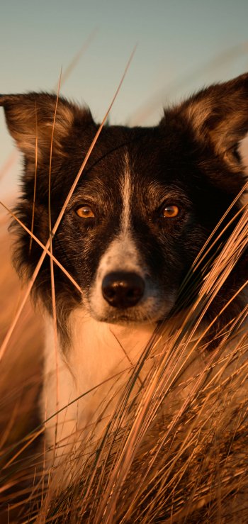 Animal border collie Phone Wallpaper