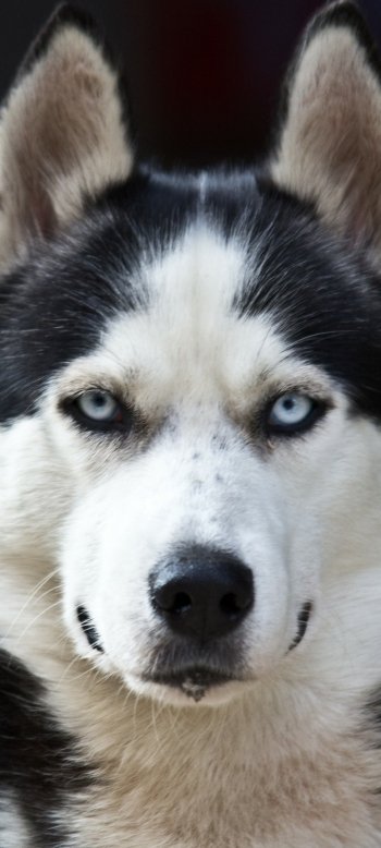 Animal husky Phone Wallpaper