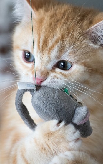 baby animal kitten Animal cat Phone Wallpaper
