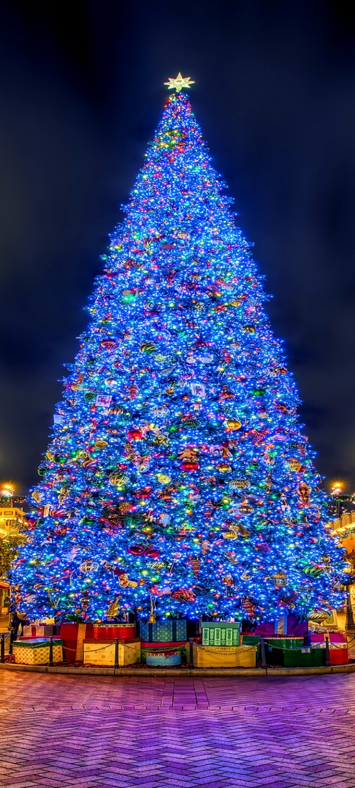 Lighted Christmas Tree in Town Square