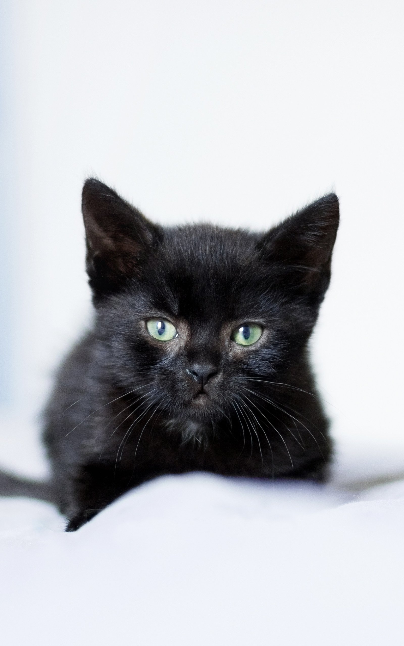 Download Kitten Baby Animal Animal Cat Phone Wallpaper