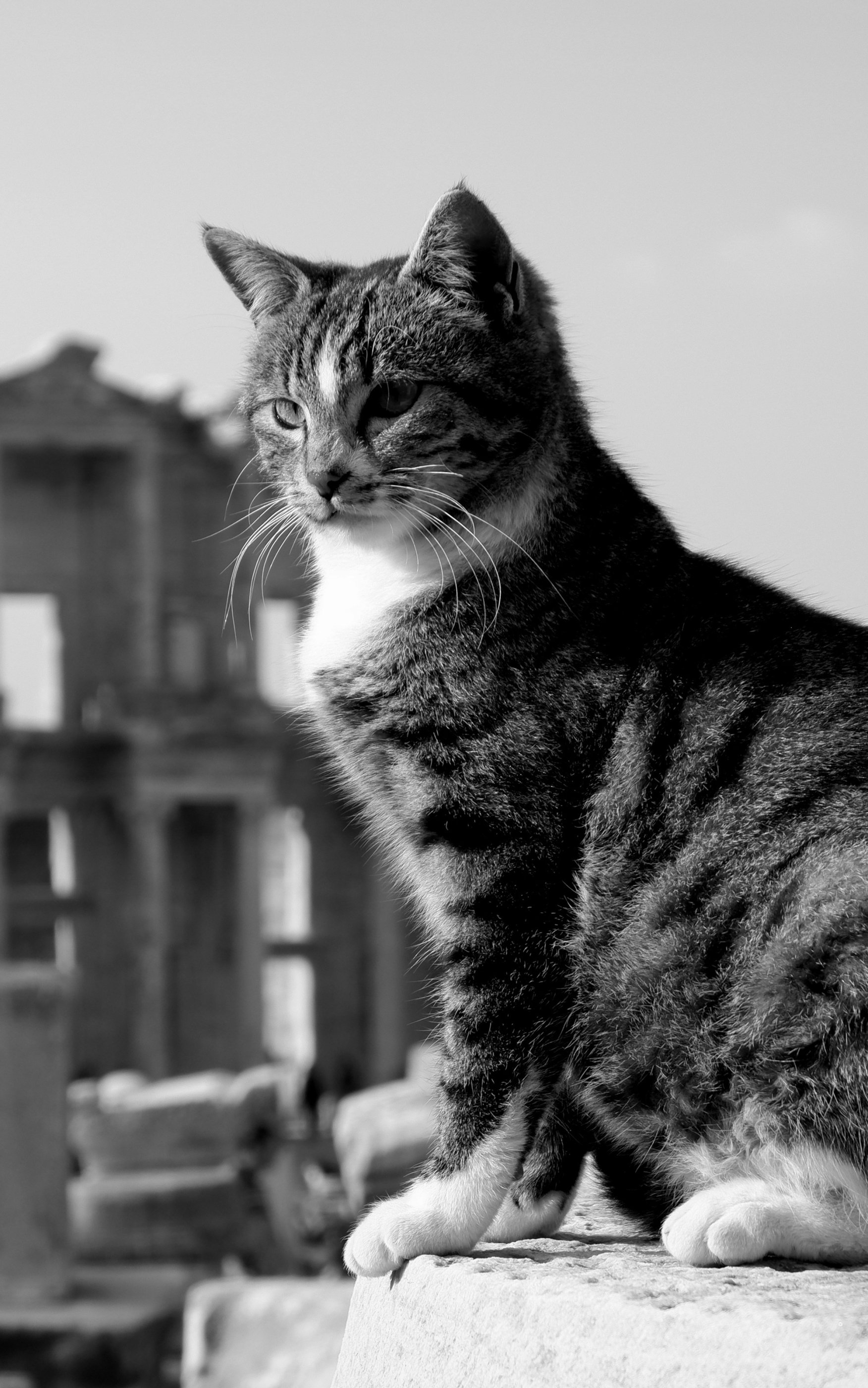 Download Black & White Animal Cat Phone Wallpaper