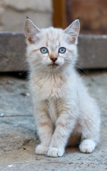 kitten baby animal Animal cat Phone Wallpaper