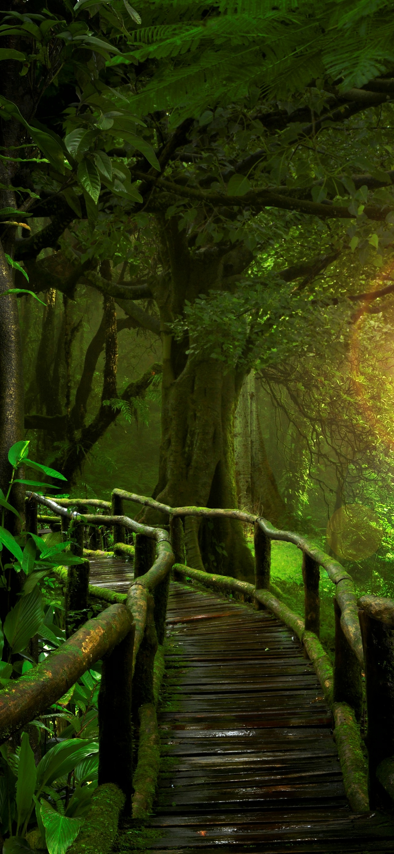 Bridge in Tropical Forest