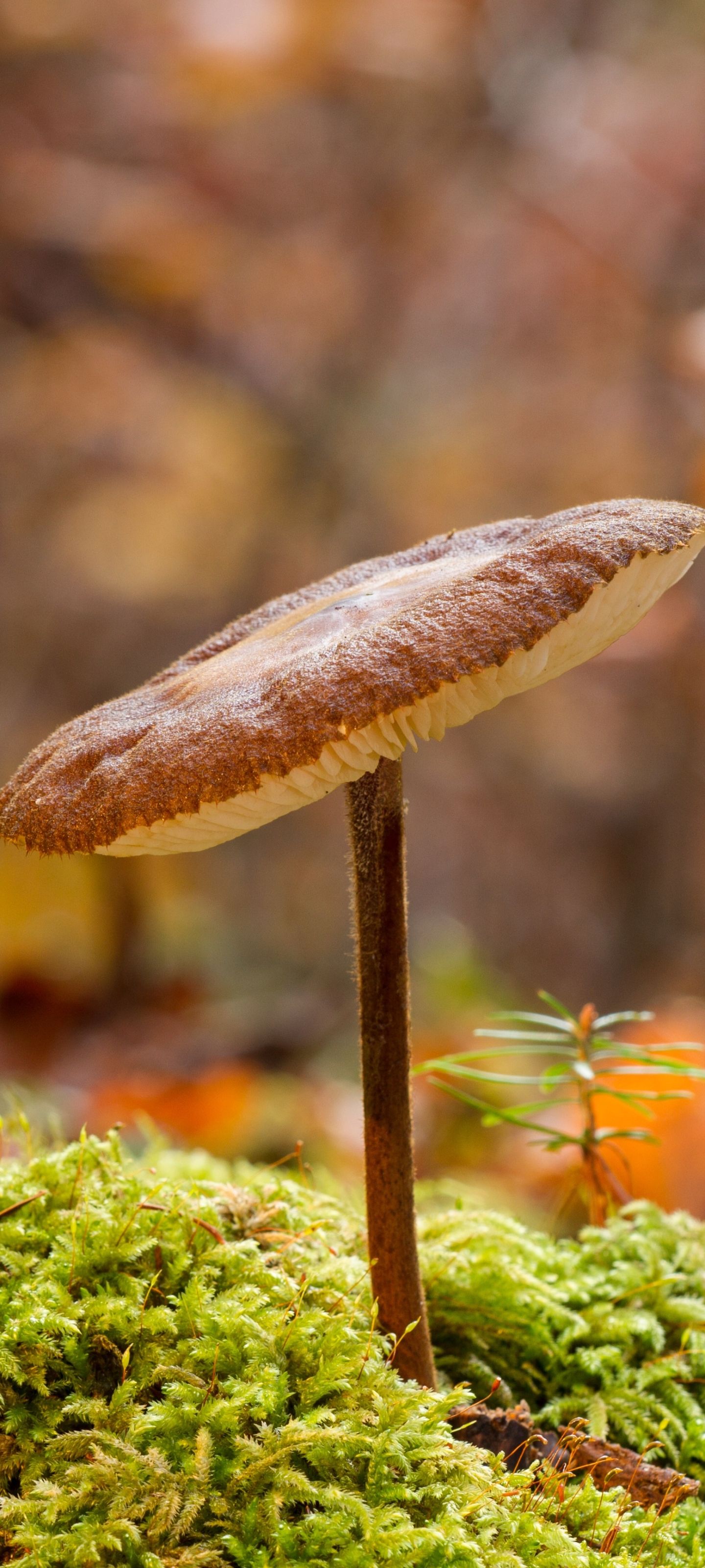 Tiny Mushroom on the Forest Floor
