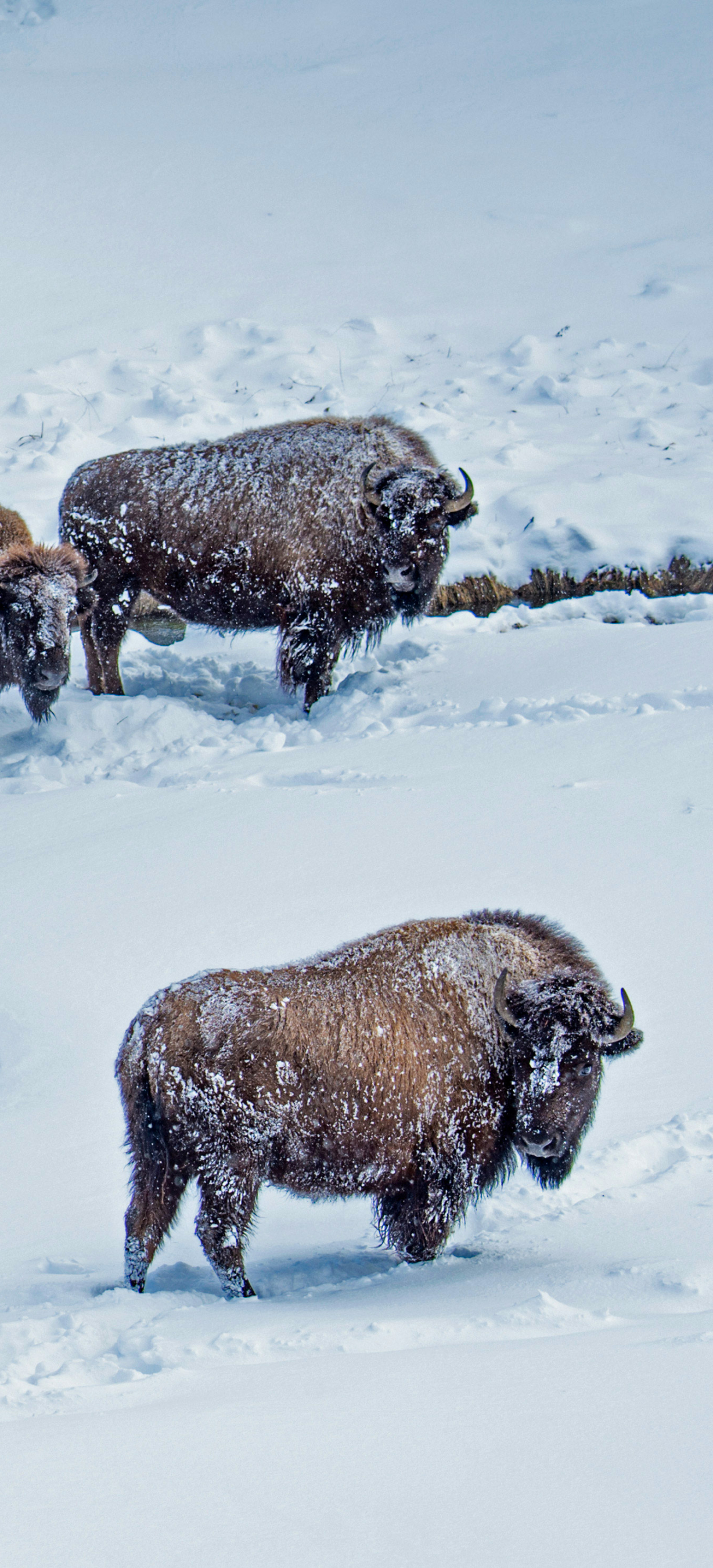 American bison in Yellowstone National Park, Wyoming by Steve Gettle