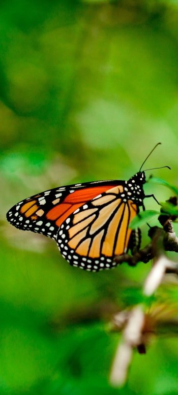Animal butterfly Phone Wallpaper