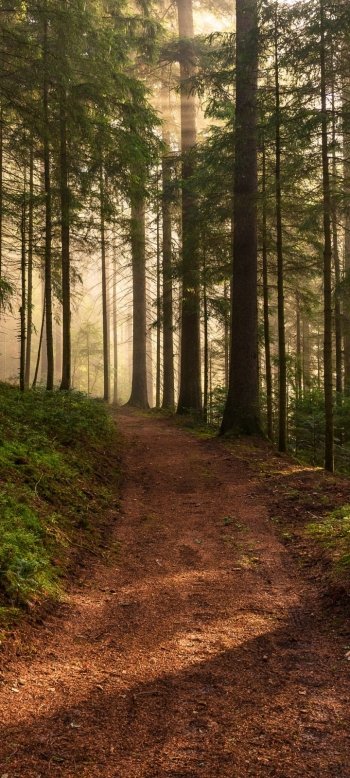 nature path Phone Wallpaper