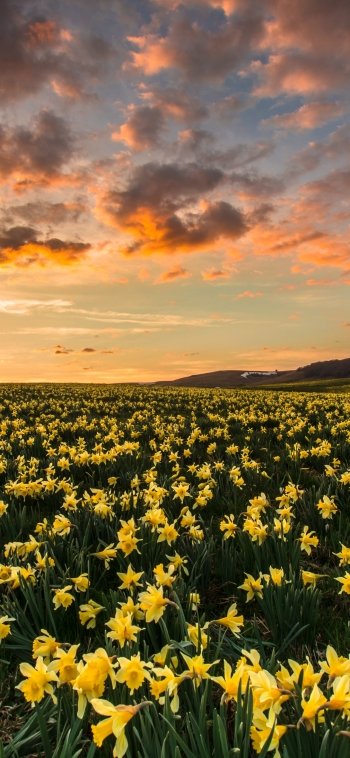 sunrise yellow flower landscape nature daffodil Phone Wallpaper