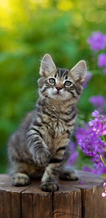 baby animal kitten Animal cat Phone Wallpaper