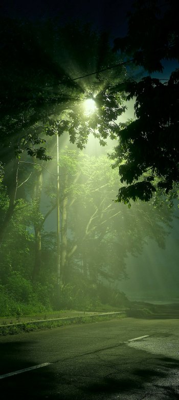  Street Light Shining on Dark Forest Road
