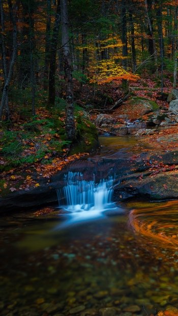 nature forest stream Phone Wallpaper