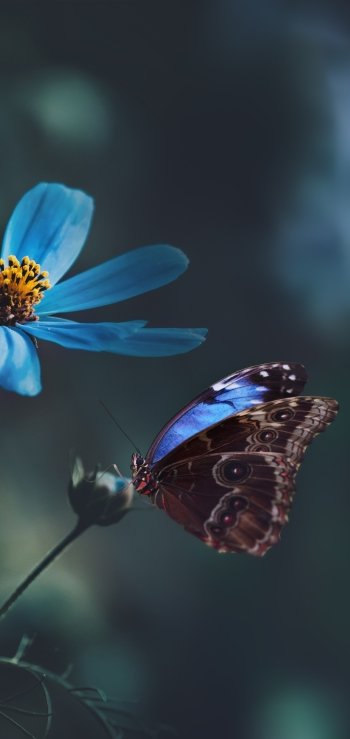 blue flower macro Animal butterfly Phone Wallpaper
