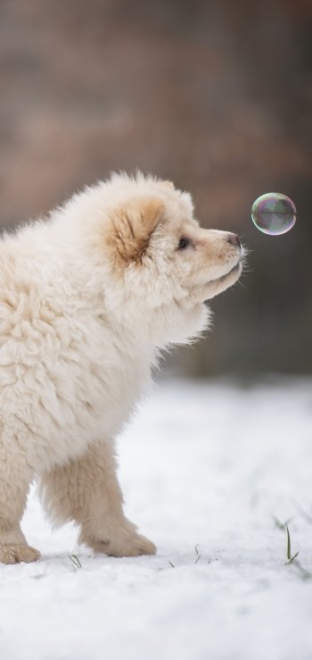 baby animal puppy Animal chow chow Phone Wallpaper
