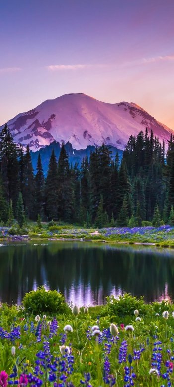 USA lake sunset landscape national park nature Mount Rainier Phone Wallpaper