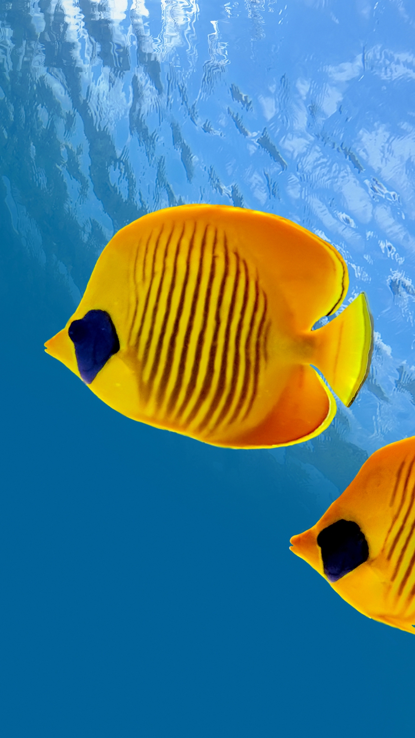 Underwater ocean scene with butterfly fish