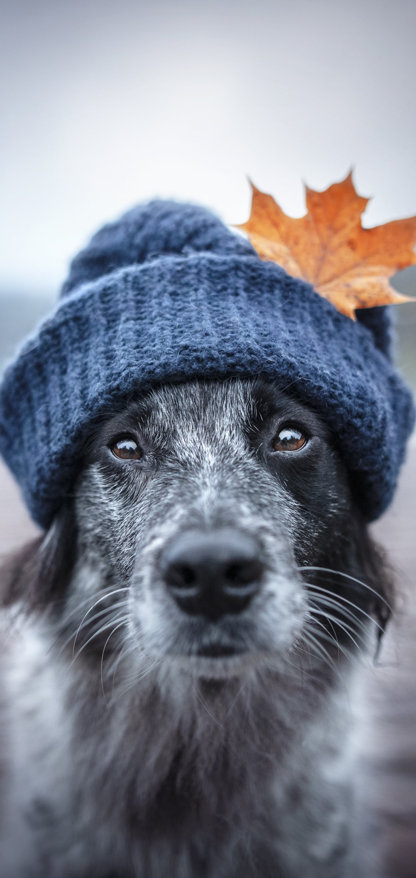 Download Hat Animal Border Collie Phone Wallpaper