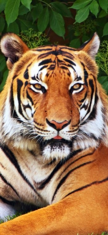 Animal tiger Phone Wallpaper