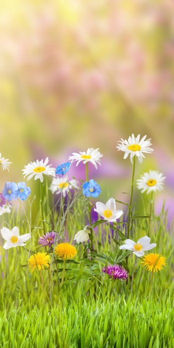  Lots Of Colorful Flower