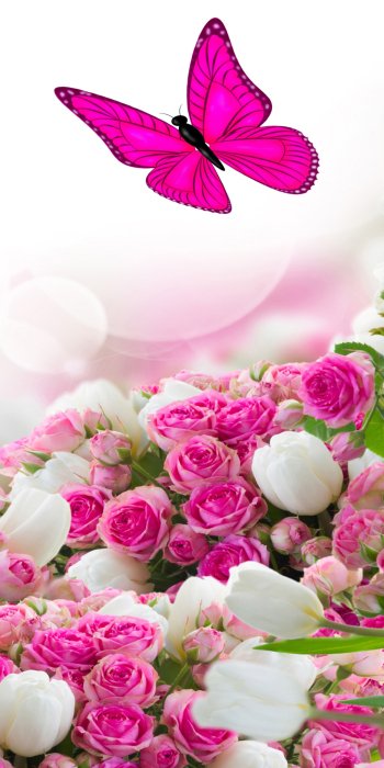  Roses and Butterflies