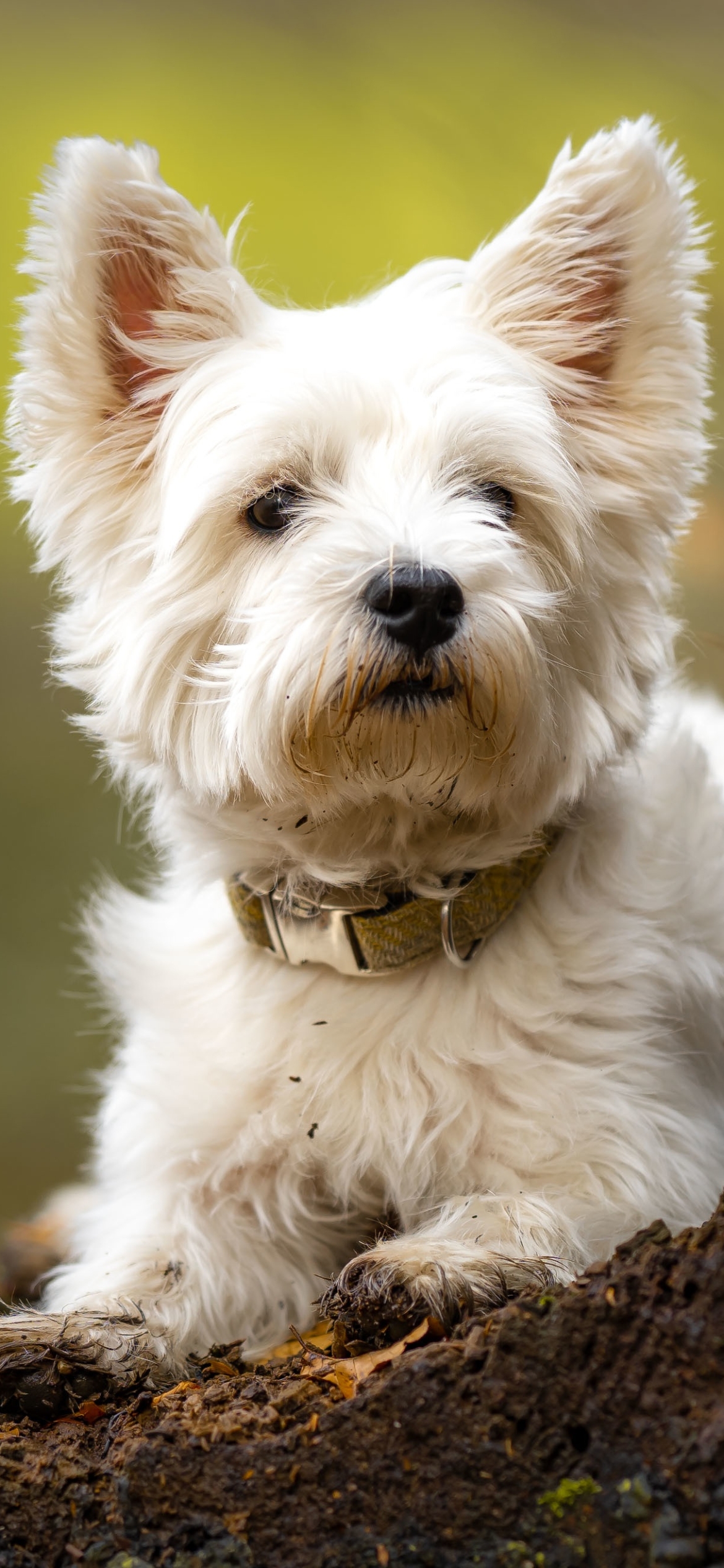 West Highland White Terrier Phone Wallpaper