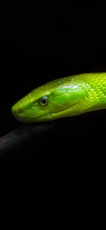 snake Animal Eastern green mamba Phone Wallpaper