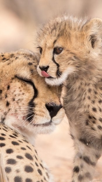  Kgalagadi Transfrontier Park, South Africa