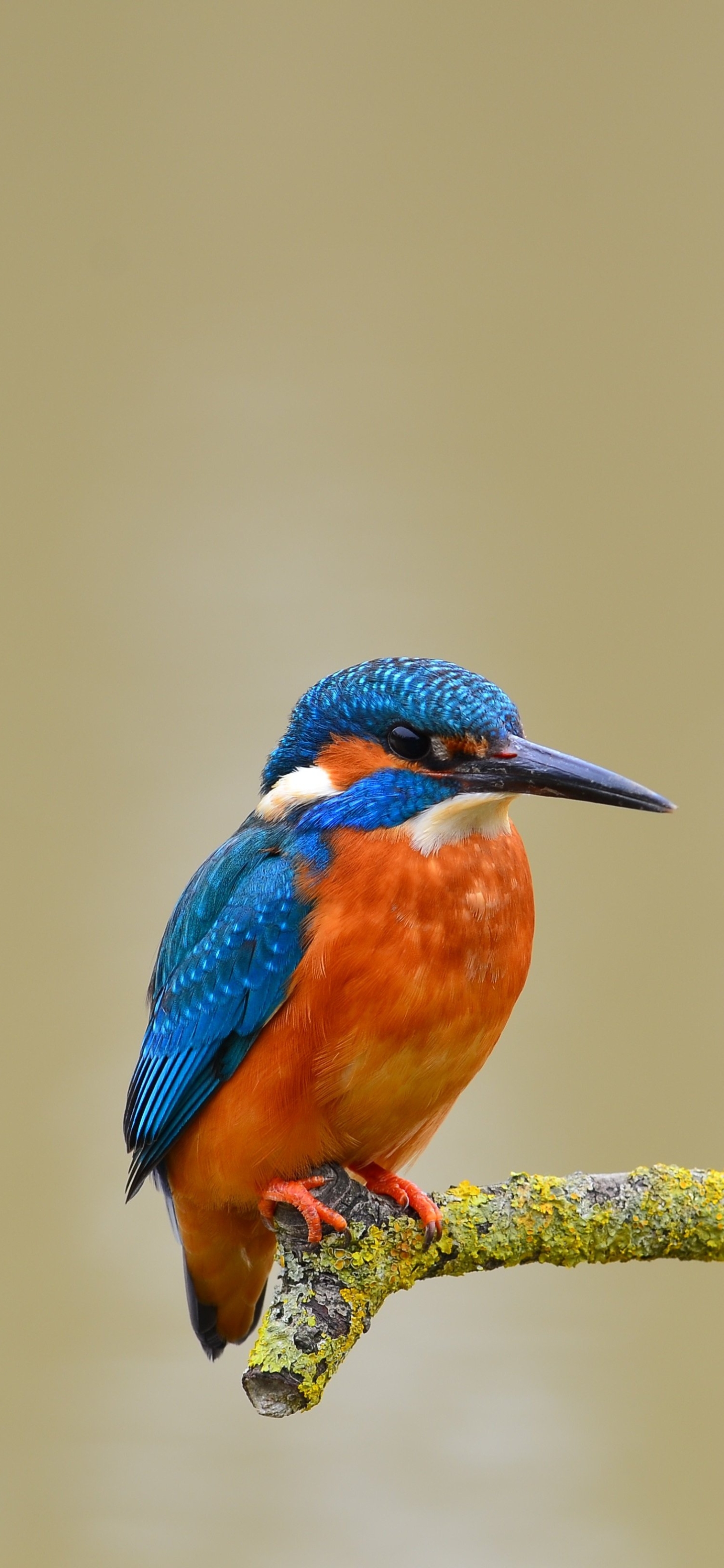Common (Eurasian) (Small Blue) Kingfisher - alcedo atthis