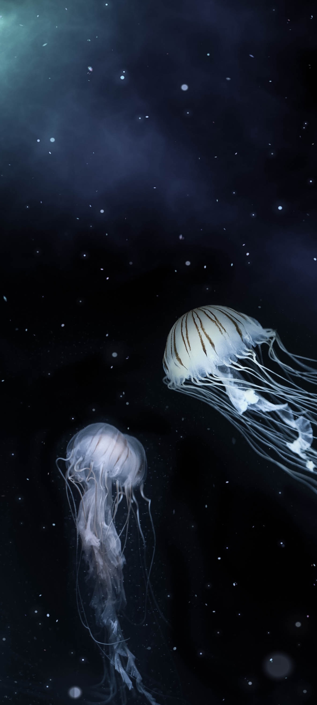 Jellyfish among the stars by Willgard Krause