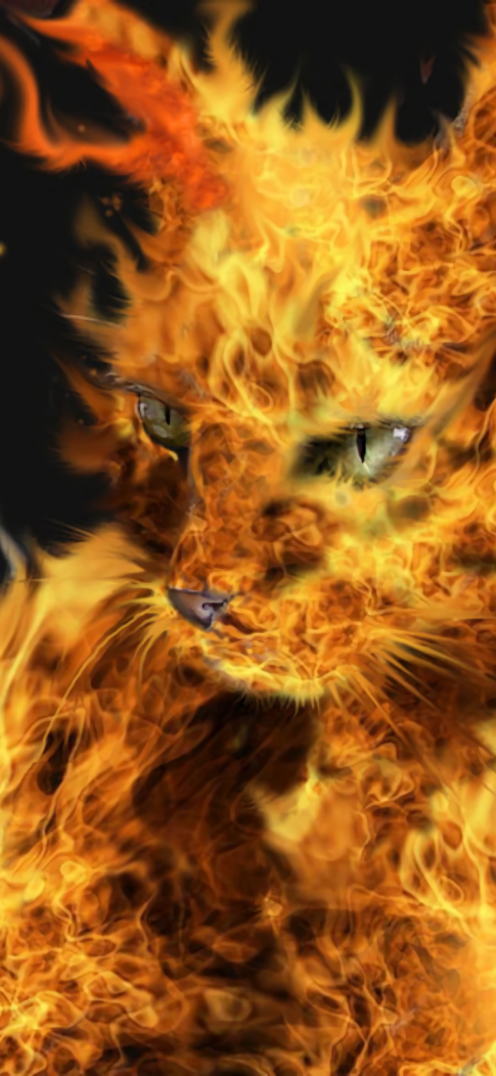Fire Cat by Ionut Mitrofan