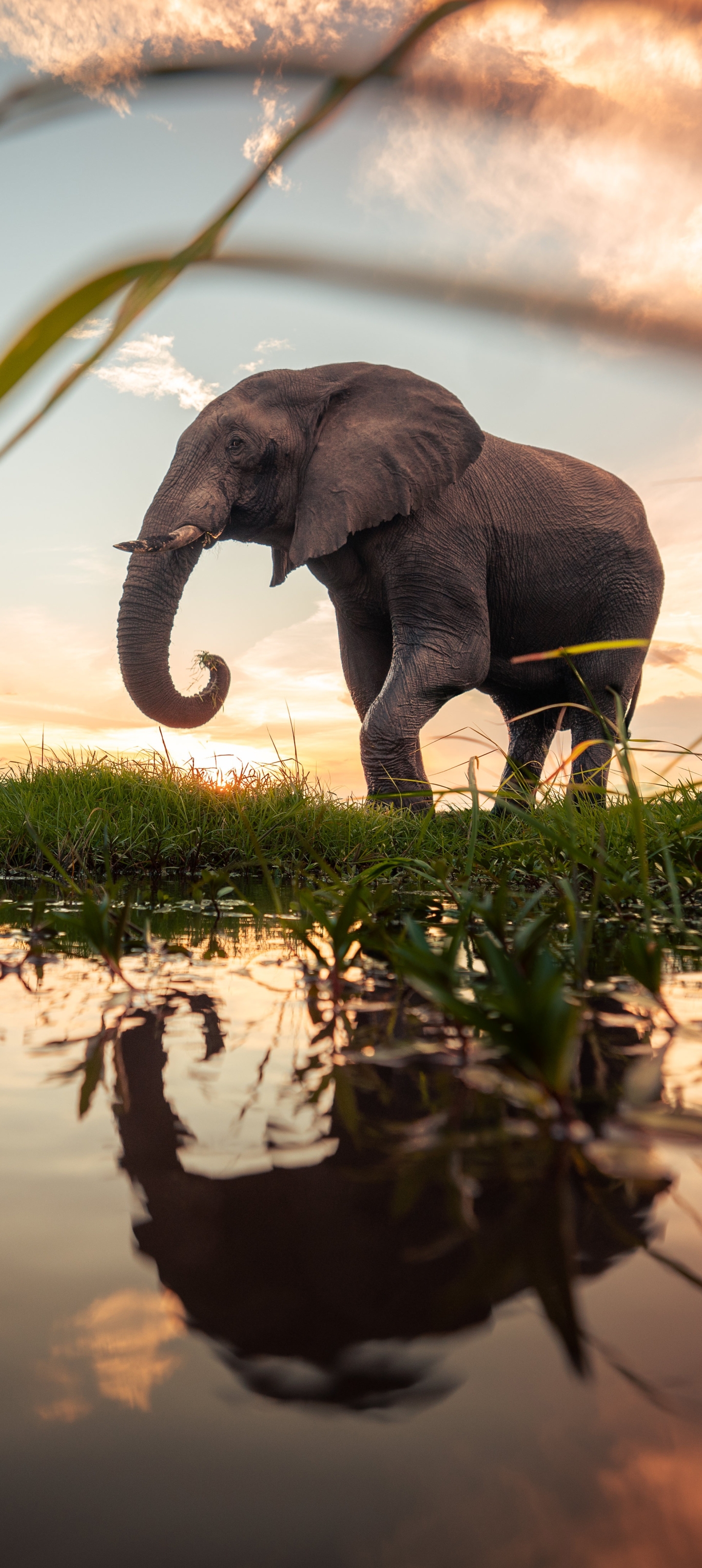 African bush elephant Phone Wallpaper
