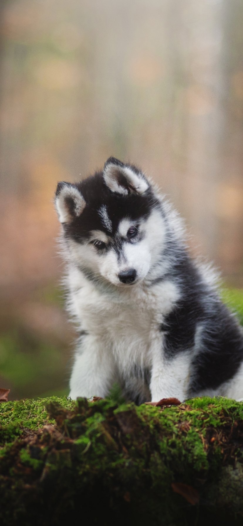 Download Baby Animal Puppy Animal Husky Phone Wallpaper