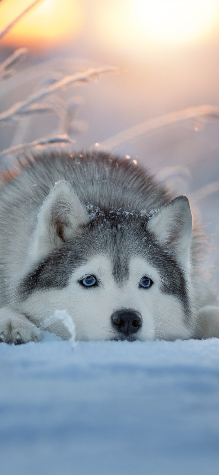 Download Dog Animal Husky Phone Wallpaper