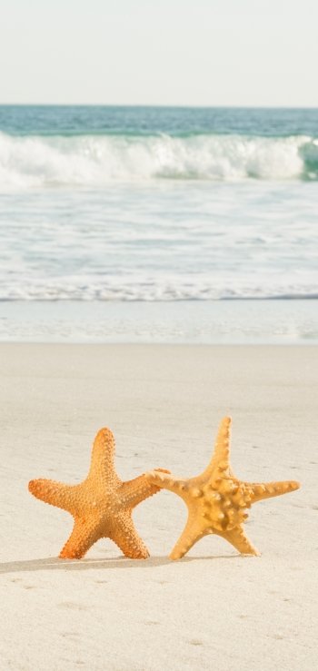 Animal starfish Phone Wallpaper