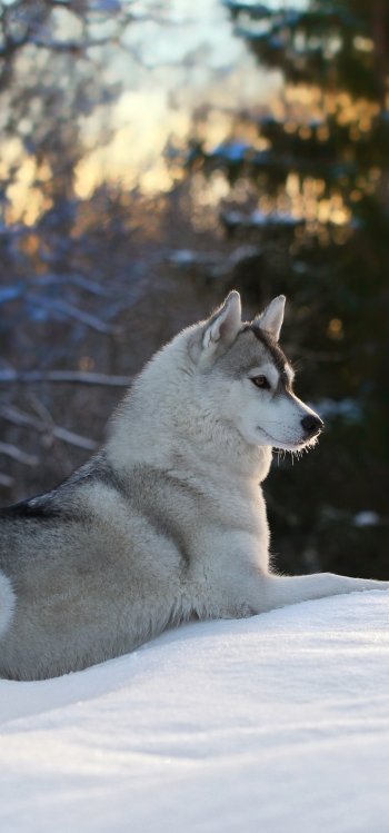 Animal husky Phone Wallpaper