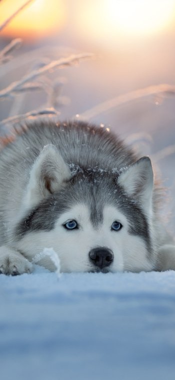 dog Animal husky Phone Wallpaper