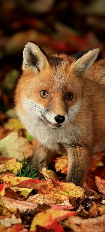 Animal fox Phone Wallpaper