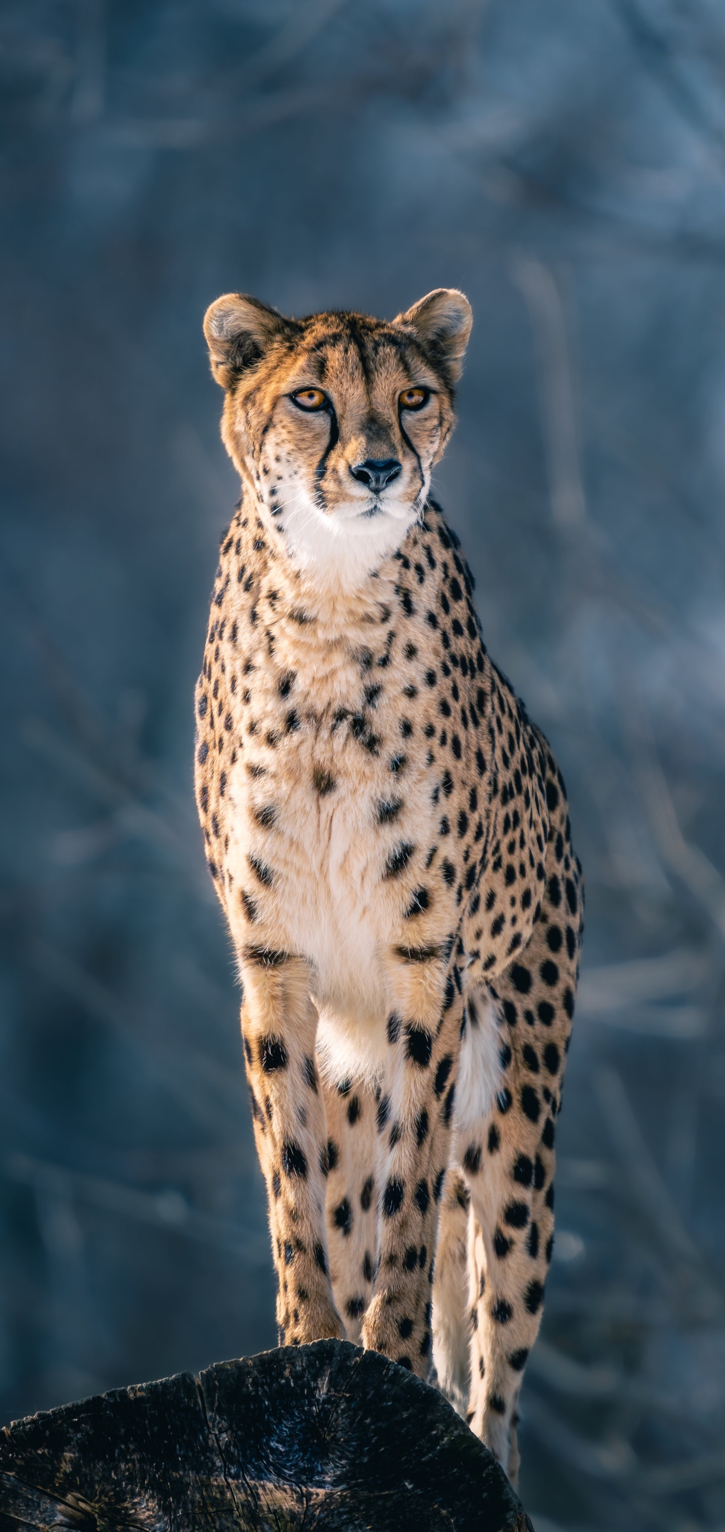 Cheetah Phone Wallpaper by Jason Hazelroth - Mobile Abyss