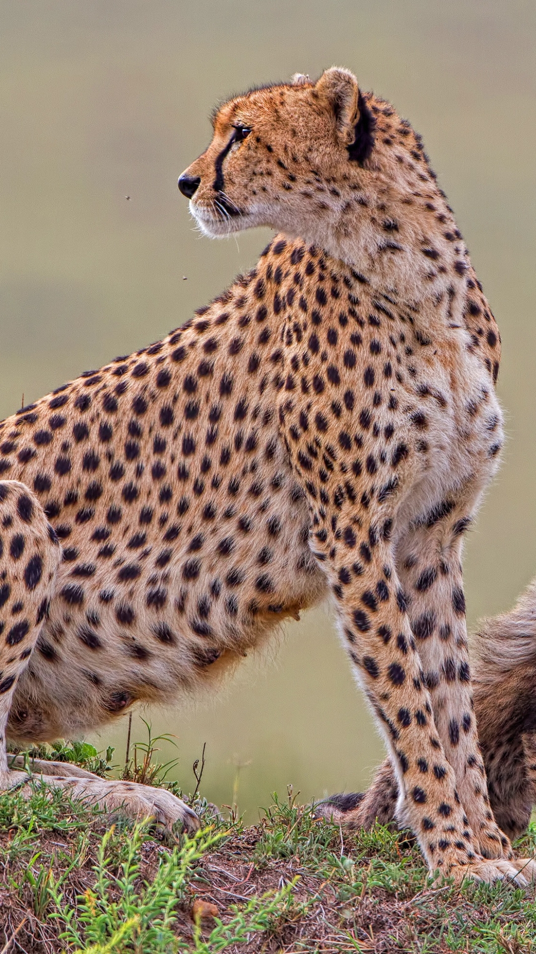 Cheetah Phone Wallpaper