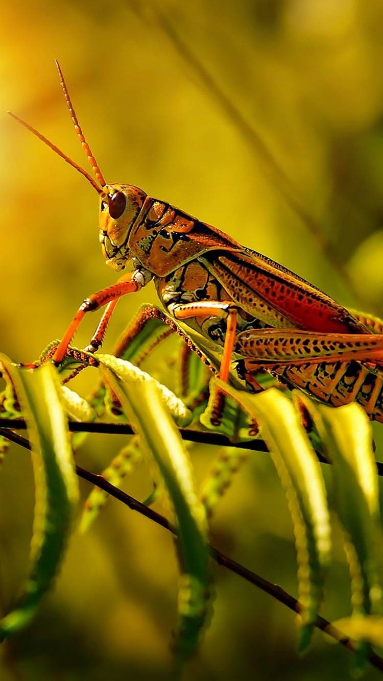 Grasshopper Phone Wallpaper