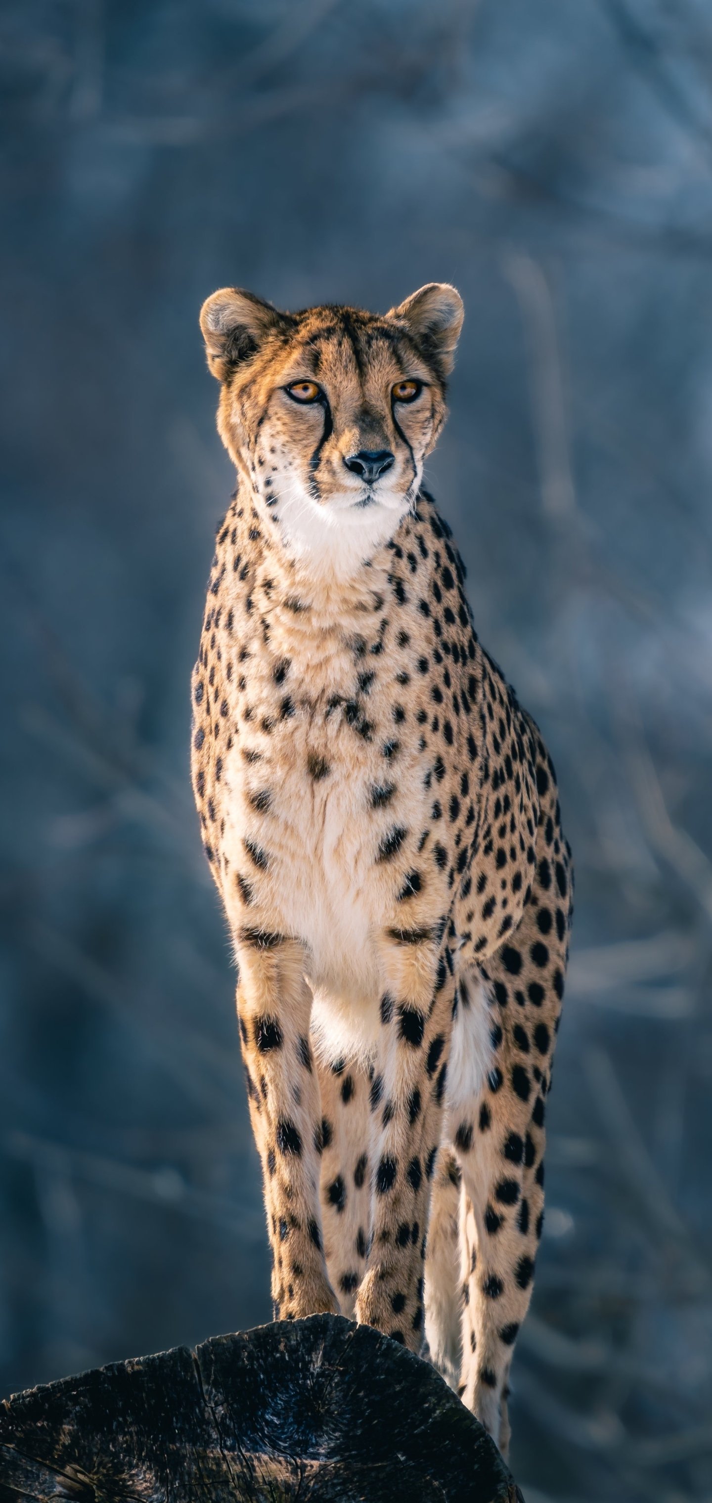 Download Animal Cheetah Phone Wallpaper