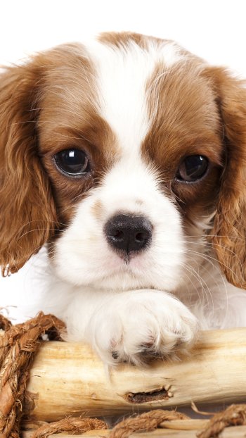 puppy dog Animal King Charles Spaniel Phone Wallpaper