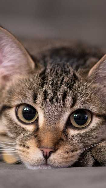 Close-up of a tabby cat's face with big curious eyes and a pink nose, soft fur filling the frame in a vertical phone wallpaper.